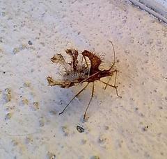 Pephricus