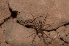 Megalepthyphantes nebulosus