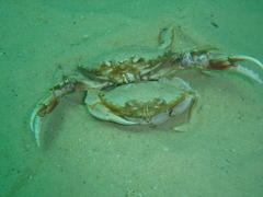 Ovalipes trimaculatus