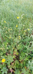 Potentilla chrysantha