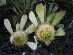 Leucadendron arcuatum