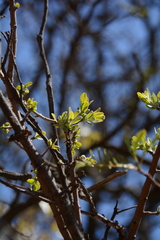 Agelanthus natalitius