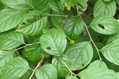 Turraea pubescens