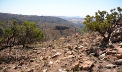 Protea caffra caffra