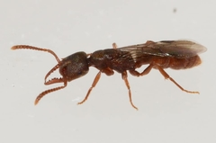 Stigmatomma impressifrons