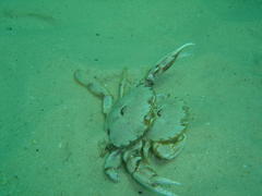 Ovalipes trimaculatus