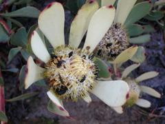 Leucadendron arcuatum