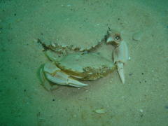 Ovalipes trimaculatus