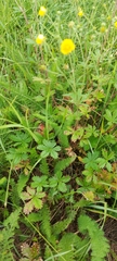 Potentilla chrysantha