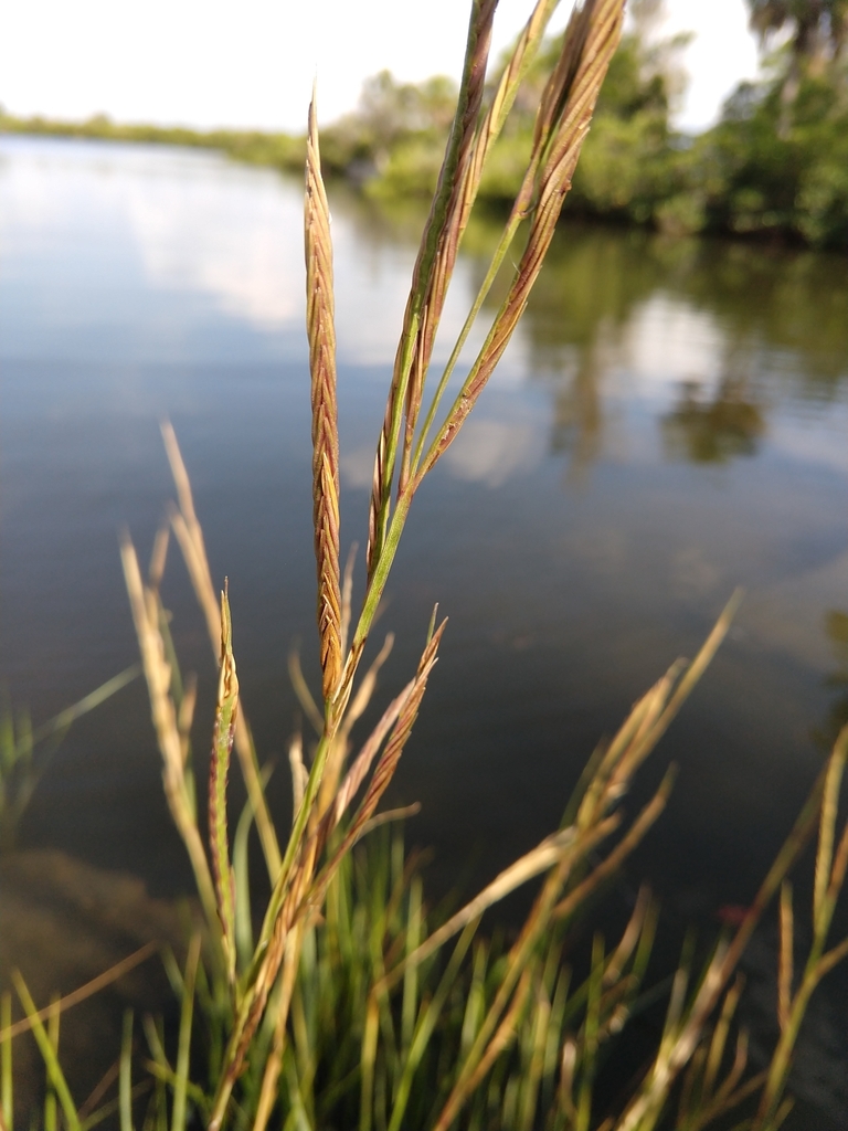 Saltmeadow cordgrass