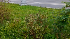 Spiraea × billardii