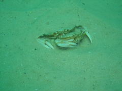 Ovalipes trimaculatus