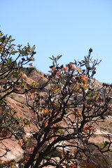 Protea caffra caffra