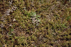 Thymus dzevanovskyi