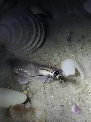 Habroscelimorpha dorsalis saulcyi
