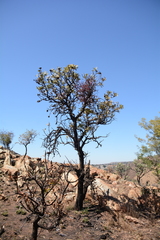 Tapinanthus rubromarginatus