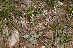 Alyssum calycocarpum