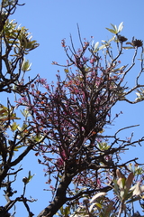 Tapinanthus rubromarginatus