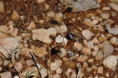 Anthyllis vulneraria boissieri