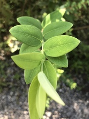 Hypericum geminiflorum