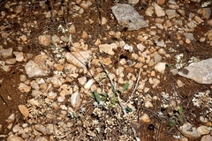 Anthyllis vulneraria boissieri