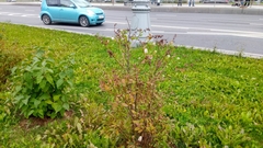 Spiraea × billardii