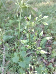Arnoglossum diversifolium