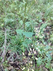 Arnoglossum diversifolium