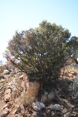 Pterocelastrus echinatus