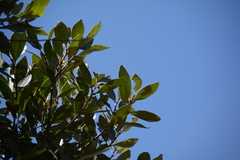 Pterocelastrus echinatus