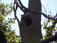 Corymbia calophylla