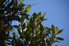 Pterocelastrus echinatus