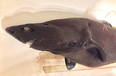 Scymnodon ringens