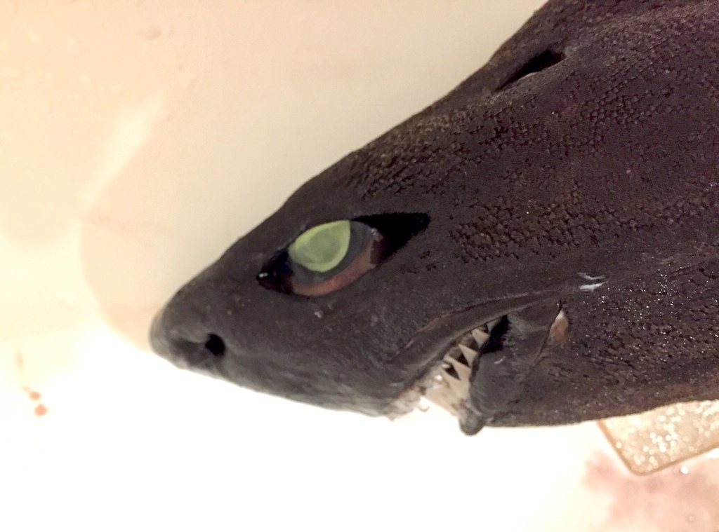 Knifetooth Dogfish in September 2021 by martim_zk · iNaturalist