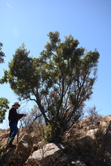 Pterocelastrus echinatus