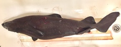 Scymnodon ringens