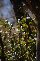 Pterocelastrus echinatus