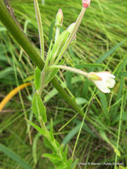 Epilobium capense