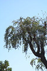 Cussonia paniculata sinuata