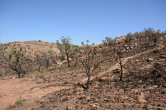 Protea caffra caffra