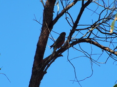 Platycercus icterotis icterotis
