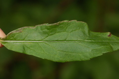 Liriomyza eupatorii