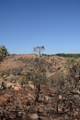 Cussonia paniculata sinuata
