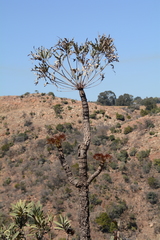 Cussonia paniculata sinuata