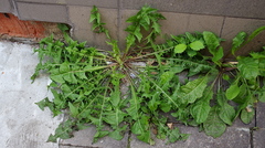 Taraxacum officinale
