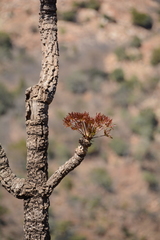 Cussonia paniculata sinuata