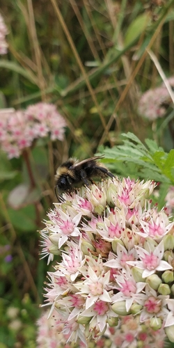 Field Cuckoo Bumble bee, Vitae (Rikilt en VWA), 6708 PB Wageningen, Nederland, photo 5 of 10