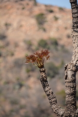 Cussonia paniculata sinuata