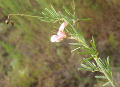 Indigofera verrucosa