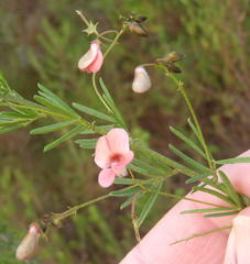 Indigofera verrucosa